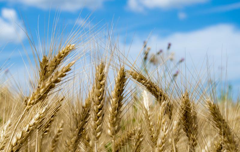 Close up of wheat in a field.