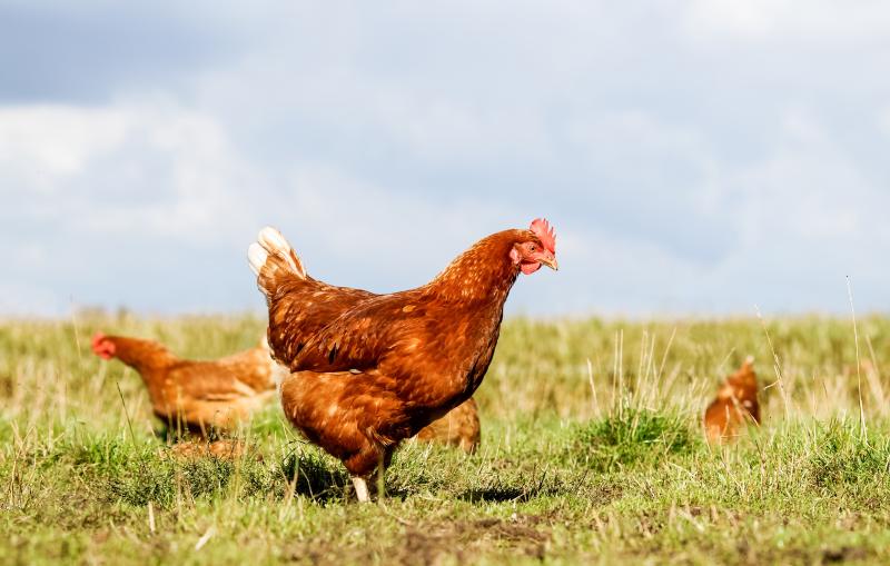 Chickens in a grassy field 