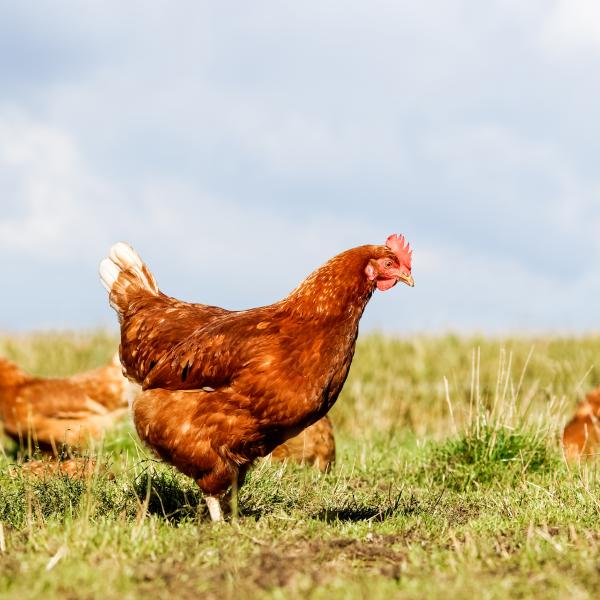 Chickens in a grassy field 